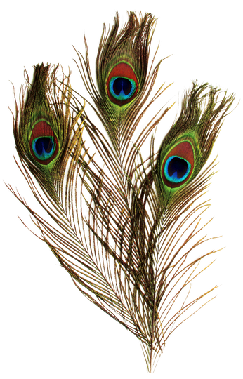 Peacock Feather Png Hd (black)