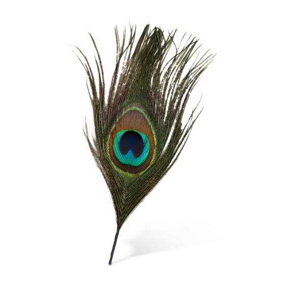 Peacock Feather Png Pic (black, gray)