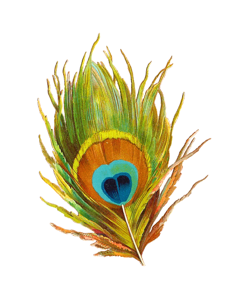 Peacock Feather Png Picture (black)