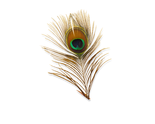 Peacock Feather Png Transparent Hd Photo (black)