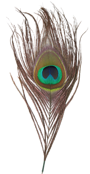 Peacock Feather Transparent Background (black, white)