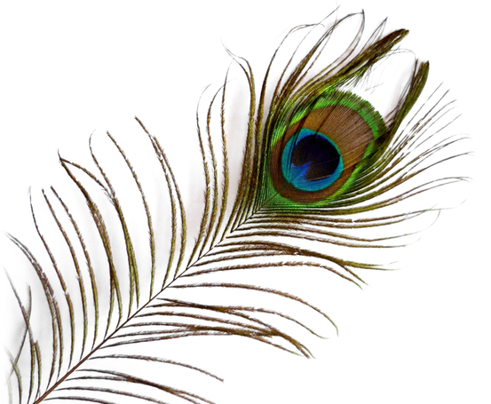 Peacock Feather Transparent Images Png (black)