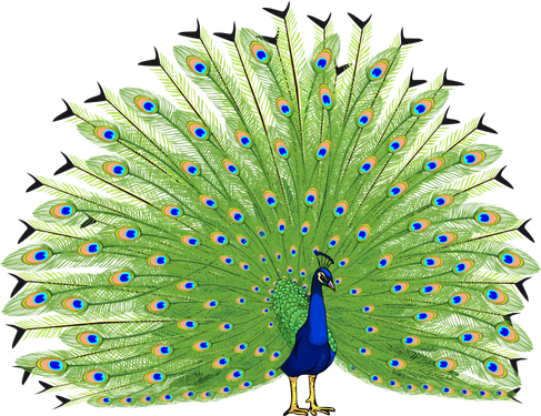 Peacock Png Clipart (black, olive)