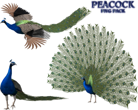 Peacock Png File (black, olive)