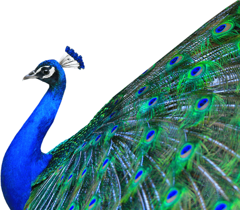 Peacock Png Hd Isolated (black, blue)