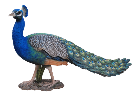 Peacock Png Image (black, teal)