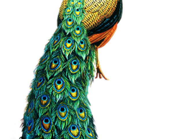 Peacock Png Photos (black)