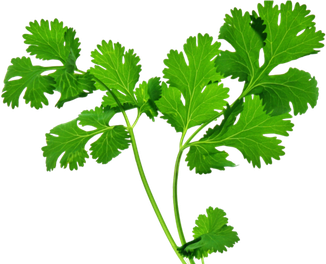 Leaf Herbs Png Clipart (black, green)