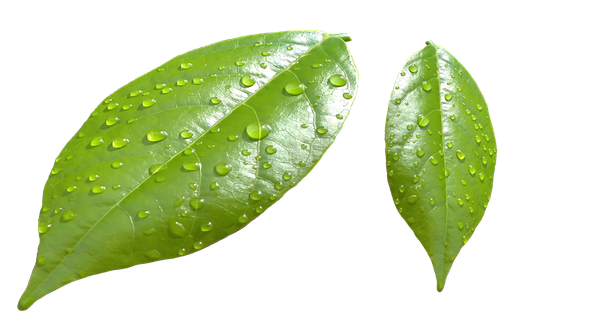 Leaf Water Dew Drop Png Photo (black, olive)