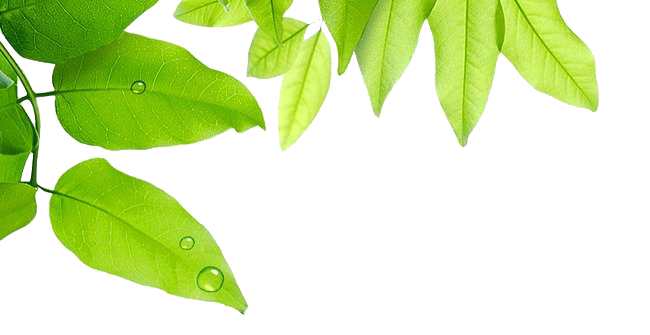 Leaf Water Dew Drop Png Photos (olive, beige, white)