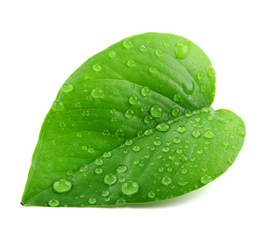 Leaf Water Dew Drop Png Picture (green, black, olive)