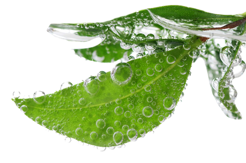 Leaf Water Dew Drop Png Transparent Picture (black, olive, silver, white)