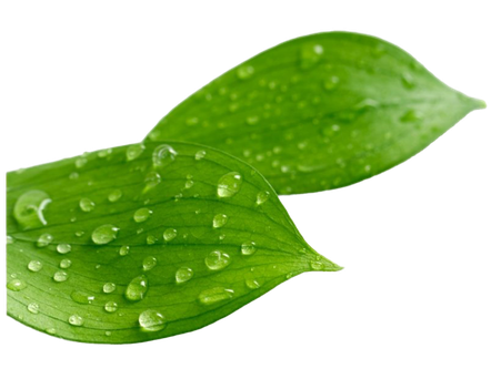 Leaf Water Drop Png Clipart (black, olive)