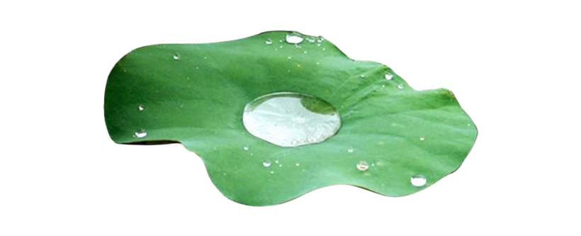 Leaf Water Drop Png Image (green, beige, gray, white)