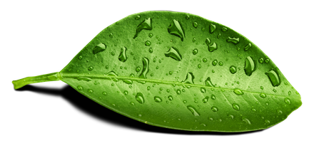 Leaf Water Drop Png Transparent Image (green, black, olive)