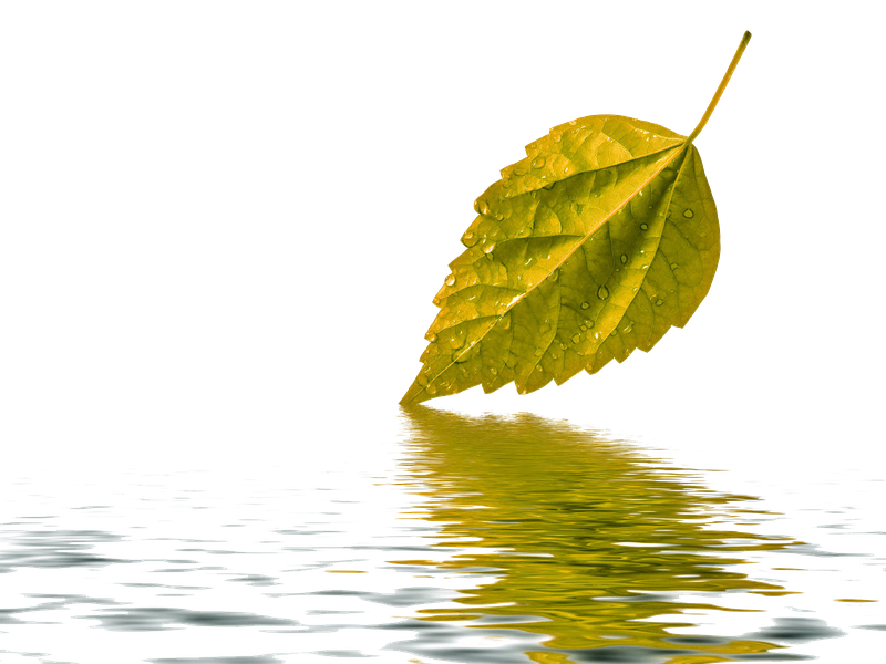 Leaf Water Drop Transparent Background (black)