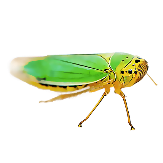 Leafhoppers Png Isolated Hd (gray, white, indigo, black)