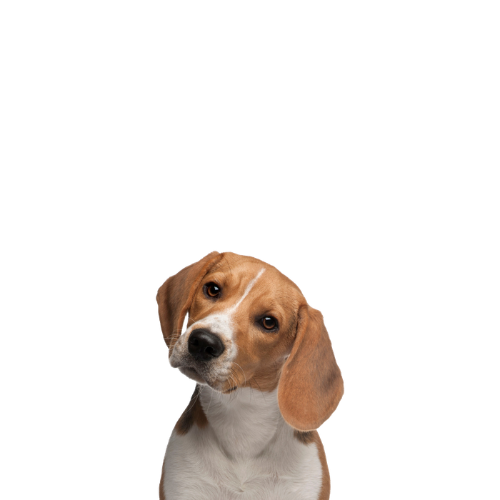 Beagle Png Clipart (black, gray, silver)