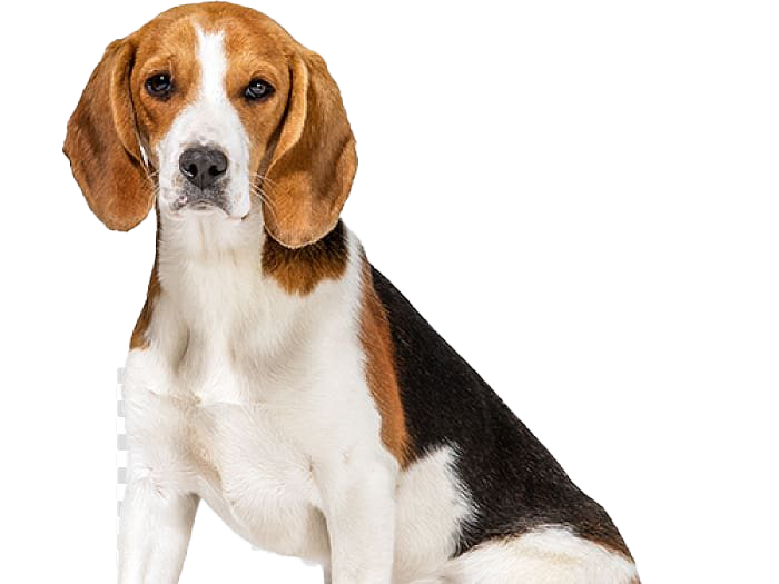 Beagle Png File (white, beige, black)