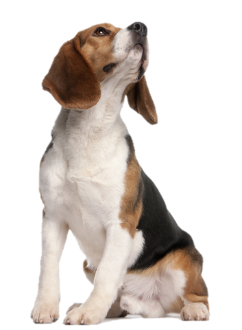 Beagle Png Hd (beige, black)