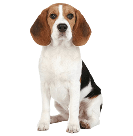 Beagle Png Isolated Pic (white, beige, black)