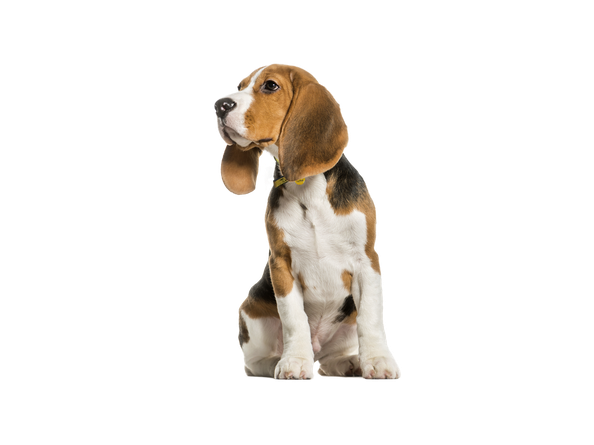 Beagle Png Photo (beige, black, silver)