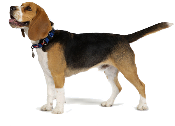 Beagle Png Photos (white, black)