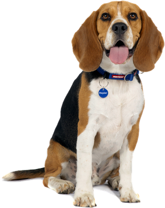 Beagle Png Picture (beige, black)