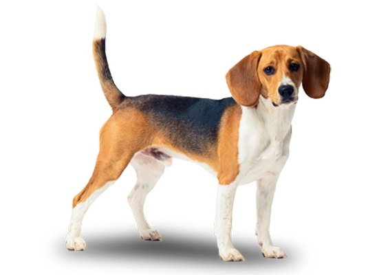 Beagle Png (white, beige, black, silver)