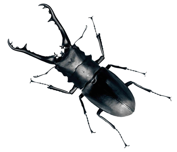 Real Beetle Transparent Png (black)