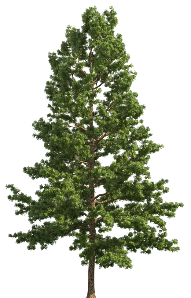 Real Christmas Fir Tree Transparent Png (black)