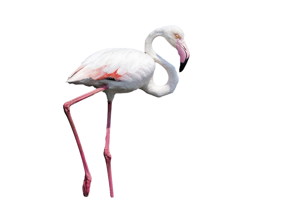 Real Flamingo Png Photos (white, black)