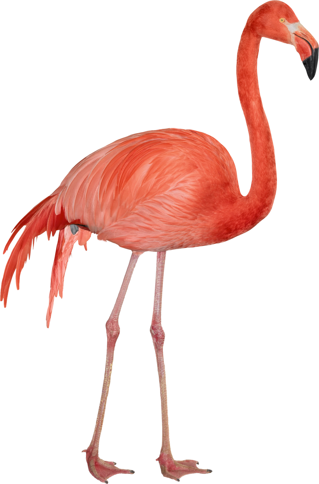 Real Flamingo Transparent Png (black)