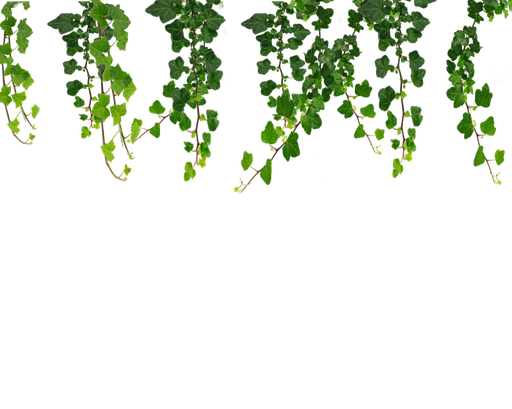 Real Leaves Png File (black)