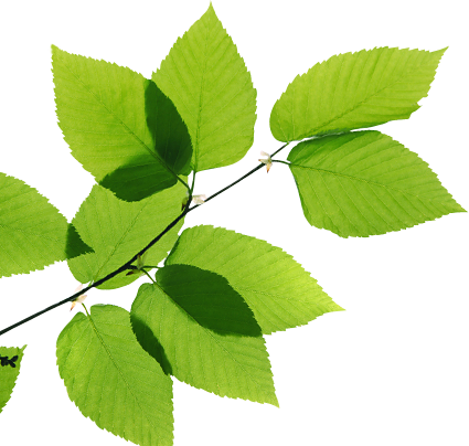 Real Leaves Png Transparent Image (olive, green, white)