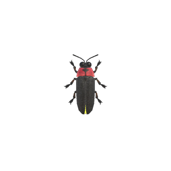 Real Lightning Bug Png (black, indigo)