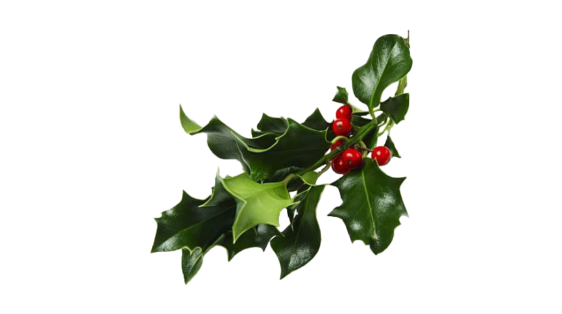 Real Mistletoe Png File (white, green, gray, black)