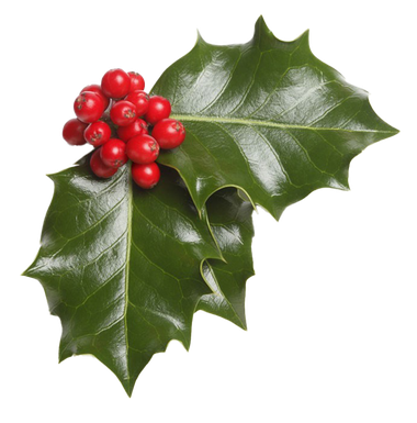 Real Mistletoe Transparent Png (black, green)