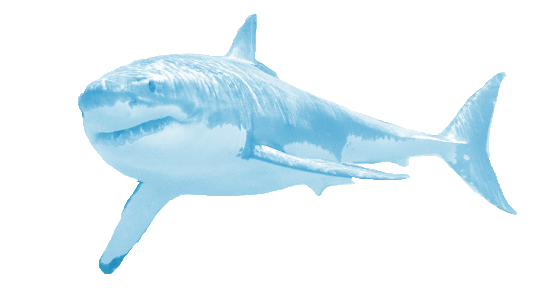 Real Shark Png File (silver, mint, white)