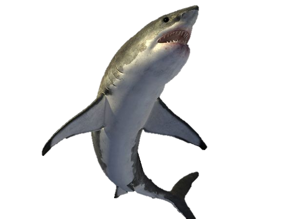 Real Shark Png Hd (gray, white)