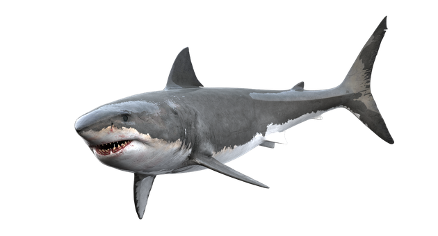 Real Shark Png Image (gray, black)