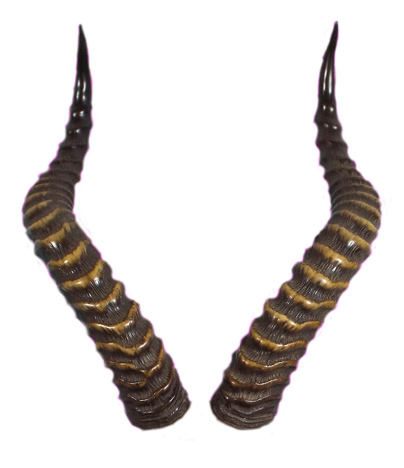 Realistic Horn Png Free Download (purplish red, lavender, white, silver)