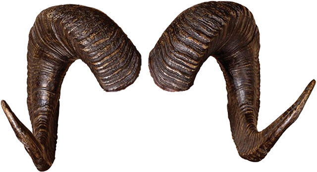 Realistic Horn Png Image (maroon, white, black, red, beige)