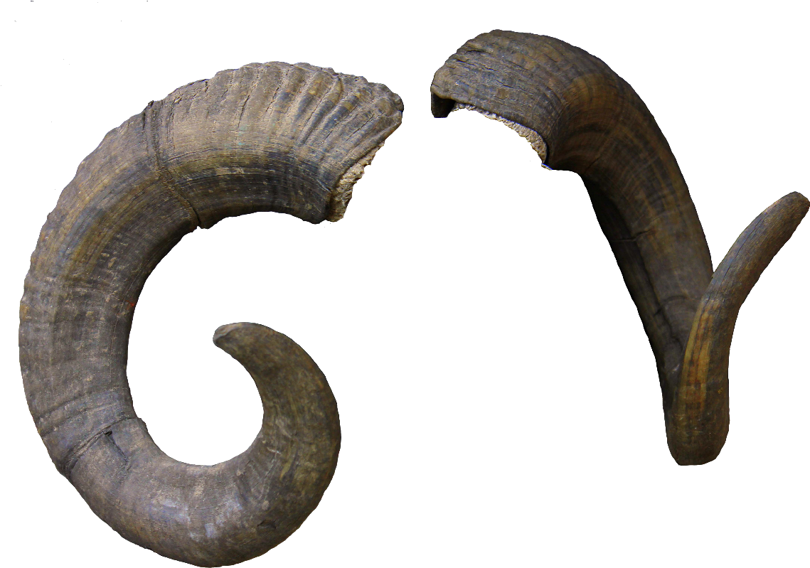 Realistic Horn (black)