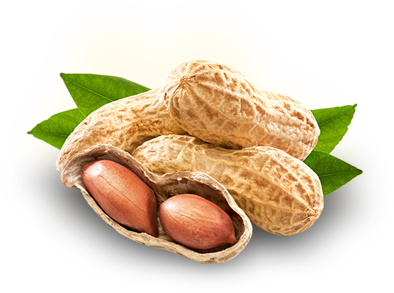 Peanut Png Photo (black, white, beige)