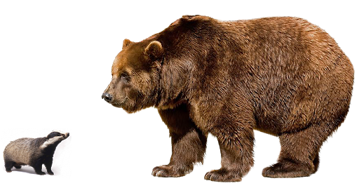 Bear Kuma Tekken Png Transparent (black)