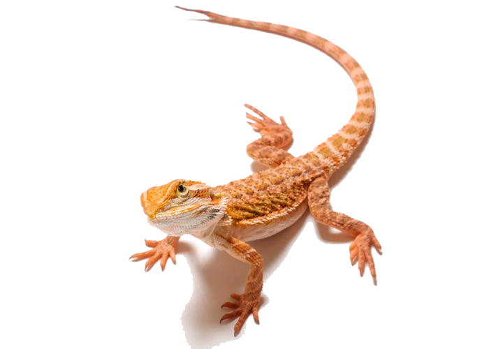 Bearded Dragon Png Clipart (white)