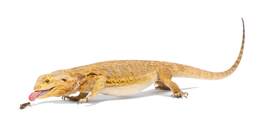 Bearded Dragon Png File (white)