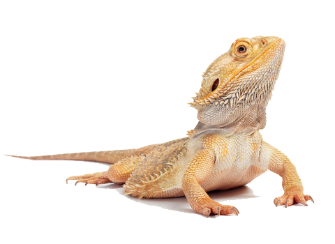 Bearded Dragon Png Hd (white, beige)