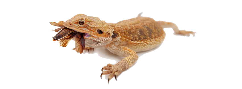 Bearded Dragon Png Image (white, silver)